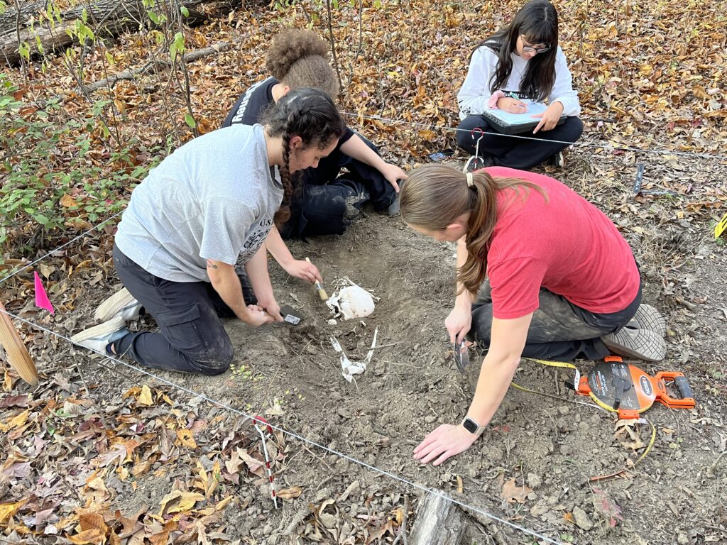 Image 1 of students studying skeletal remains at a fenced protected site